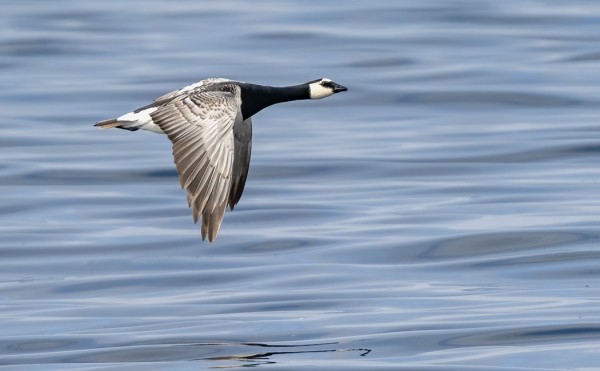 YKSINÄINEN VALKOPOSKIHANHI ON PITKÄÄN VIIHTYNYT UTÖN VESILLÄ