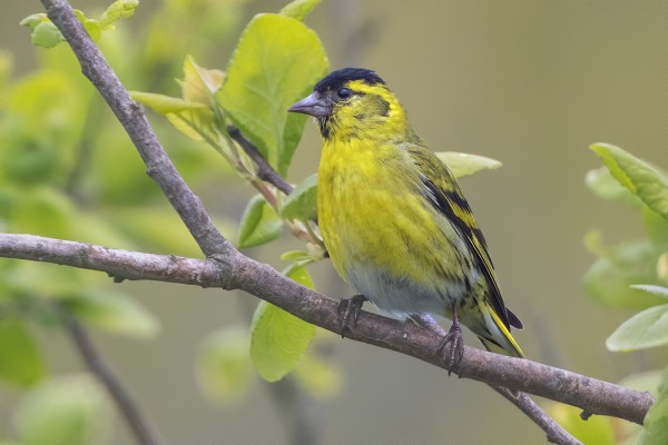 KESÄISIÄ VIHERVAPUSIA NÄKYY LIKI PÄIVITTÄIN
