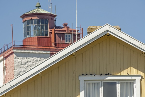 HAARAPÄÄSKY ALKAVAT KERÄÄNTYÄ PARVIKSI ENNEN POISLÄHTÖÄÄN (Kuva: Outi Sarjakoski)