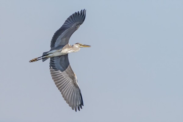 HARMAAHAIKAROITA ON TOISTAISEKSI NÄKYNYT VARSIN NIUKASTI