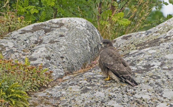 NUORI HIIRIHAUKKA OLESKELI YLLÄTTÄEN NÄIN KESKIKESÄLLÄ SAARESSA