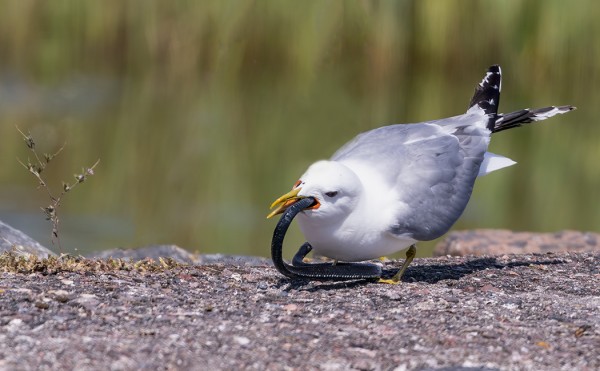 KALALOKKI PYYDYSTI JA SÖI RANTAKÄÄRMEEN