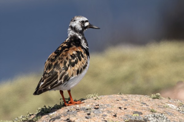 KARIKUKKOJA PESII UTÖSSÄ JA PÄÄSAAREN LÄHILUODOILLA YHTEENSÄ 4 PARIA