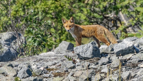 KETUNPOIKANEN MÖRTTILÄN TAKANA