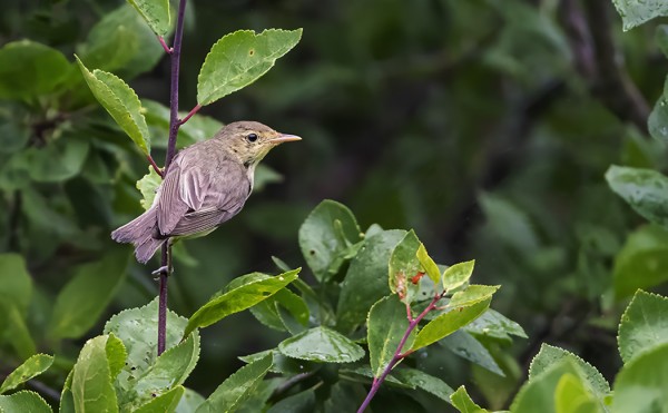 KULTARINTA SAUNALLAMME