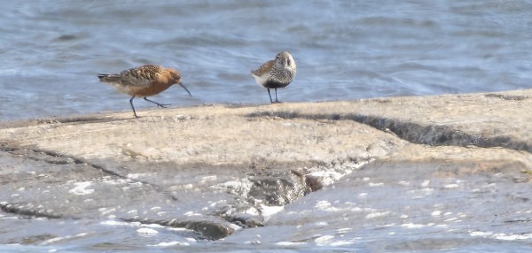 SYKSYN EKA KUOVISIRRI ITÄRANNALLA