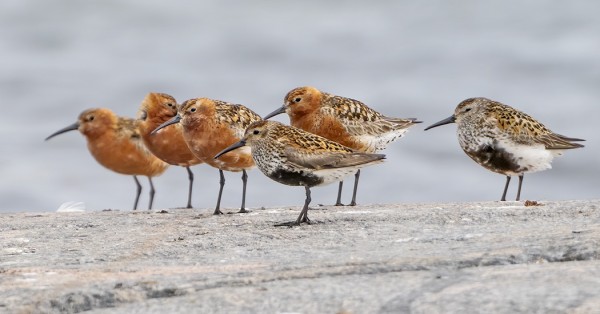 KUOVISIRREJÄ ON OLLUT ILAHDUTTAVAN PALJON