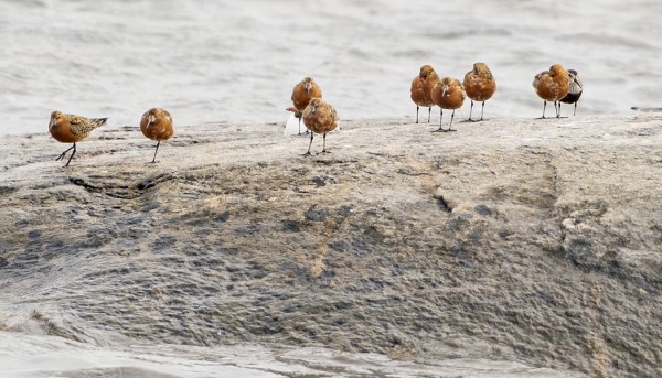 kuovisirri_11_Korppoo_07_20