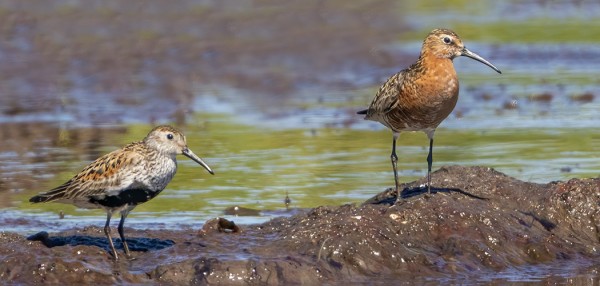 SUO- JA KUOVISIRREJÄ ON NYT RUNSAASTI MUUTOLLA