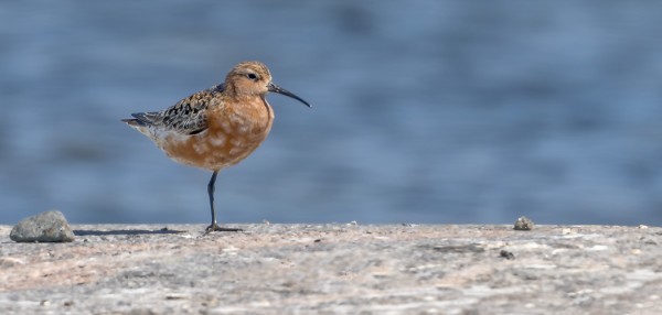 KUOVISIRREJÄ RIITTÄÄ