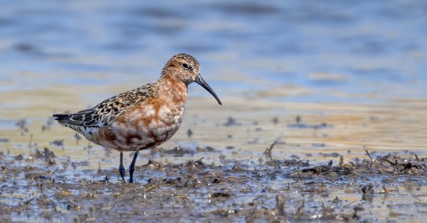 KUOVISIRREJÄ EI VÄSY KUVAAMAAN