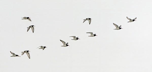 MERIHARAKOITA MUUTTI TÄNÄÄN