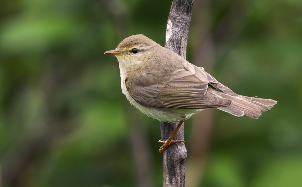 PAJULINTUJA PESII UTÖSSÄ MUUTAMA PARI