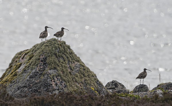 PIKKUKUOVEJA KAAKKOISRANNALLA