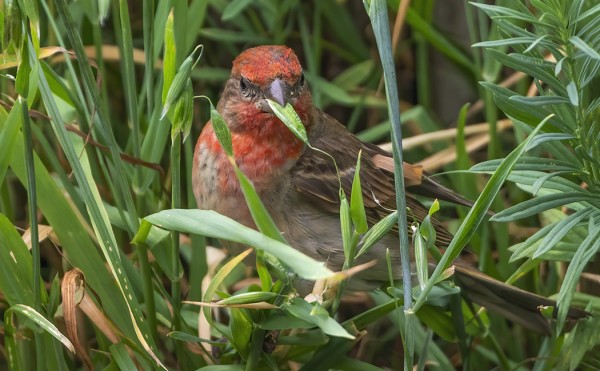 RUOKINNALLANI OLI TALVELLA KAURANSIEMENIÄ, JOISTA NYT KASVANEET KAURAT MAISTUVAT PUNAVARPUSILLE