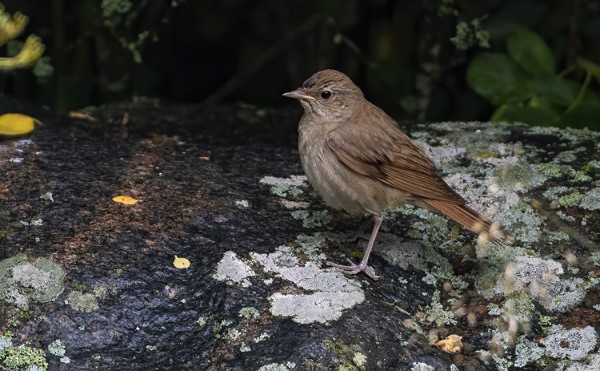 SATAKIELIÄ PESII 2 PARIA, TOINEN MEIDÄN SAUNAN LUONA
