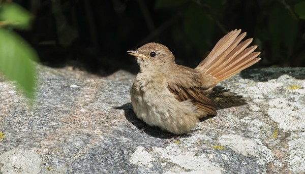 SATAKIELI TUSKAILEE KAI MYÖS KUUMUUDESTA
