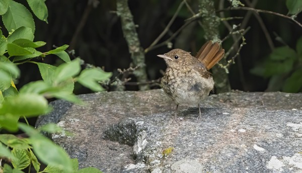 TOSI NUORI SATAKIELI MEIDÄN SAUNALLA