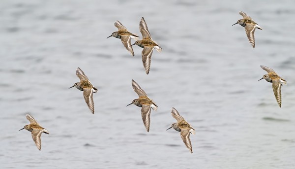 suosirri_05_Korppoo_07_20