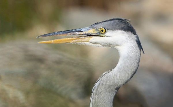 HARMAAHAIKARA LASKEUTUI LÄHELLE