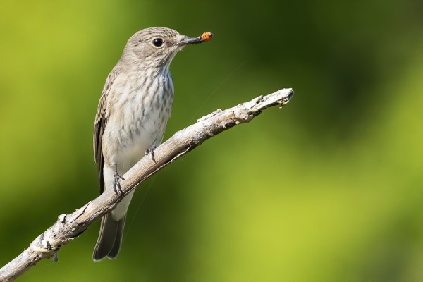 HARMAASIEPOT MUUTTAVAT NYT