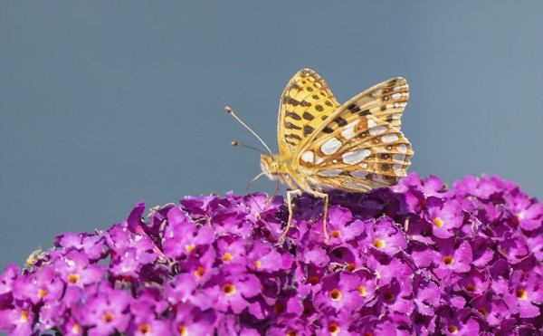 HELMIHOPEATÄPLÄ ENSKÄRILLÄ