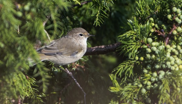 TRISTIS-TYYPPISESTÄ TILTALTISTA SAATIIN USEITA KUVIA, VIDEOTA JA ÄÄNITTEET