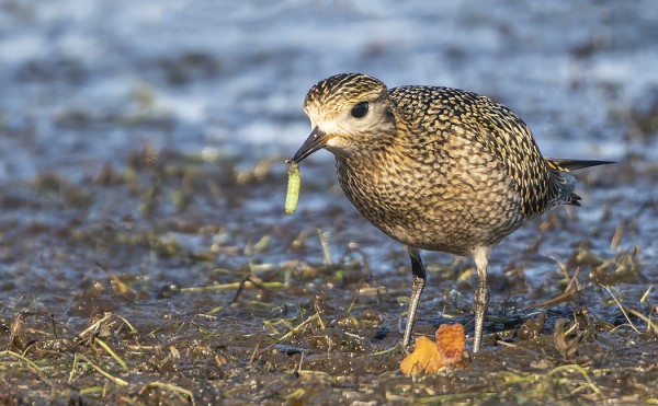 NUORET KAPUSTARINNAT VIIHTYVÄT ITÄRANNALLA