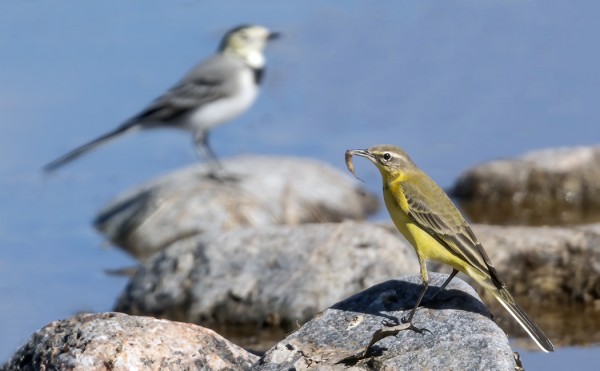VÄSTÄRÄKKIEN JA KELTAVÄSTÄRÄKKIEN MUUTTO ON NYT VILKASTA