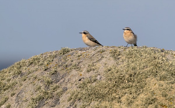 KIVITASKU ON SAAREN YLEISIMPIÄ PESIMÄLINTUJA