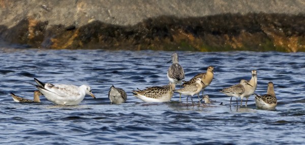 SUOKUKKOJEN, KUOVISIRRIEN JA VALKOVIKLON SEKAPARVI - MILLEJÄ 1260.