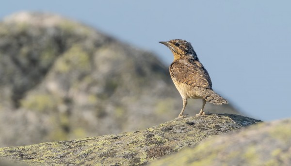 KÄENPIIAT ALKAVAT OLLA JO VÄHISSÄ
