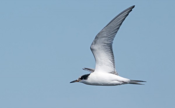 NUORET LAPINTIIRAT ALKAVAT OLLA JO VÄHISSÄ