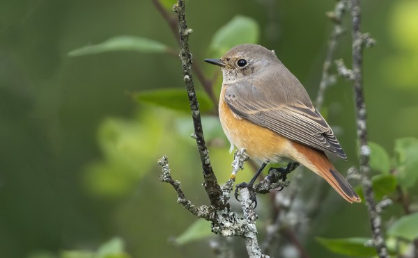 LEPPÄLINTUJEN MUUTTO ON NYT KÄYNNISSÄ