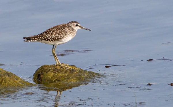 LIROJA NÄKYY LIKI PÄIVITTÄIN