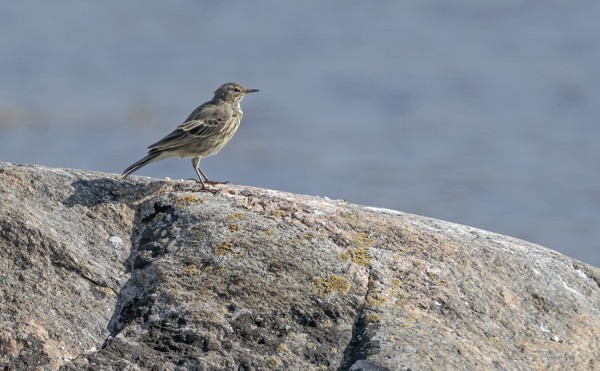 LUOTOKIRVISIÄ NÄKEE USEIMPINA PÄIVINÄ