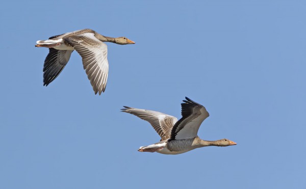 MERIHANHIA PYÖRII VIELÄ MUUTAMIA UTÖN RANNOILLA