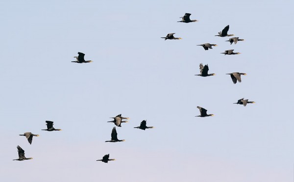 TÄNÄÄN MUUTTI USEITA MERIMETSOPARVIA