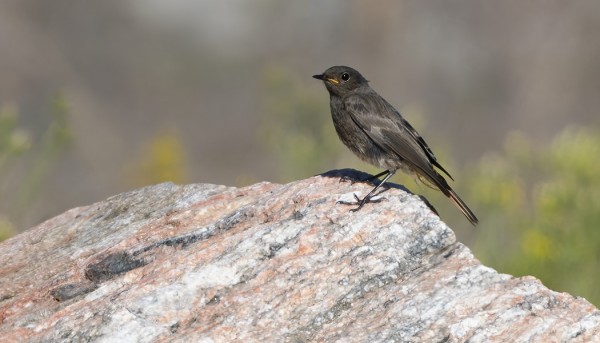 MUSTALEPPÄLINTU HOTELLIALUEELLA