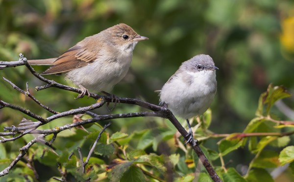 SAIN TUURILLA PENSASKERTUN JA HERNEKERTUN SAMAAN KUVAAN