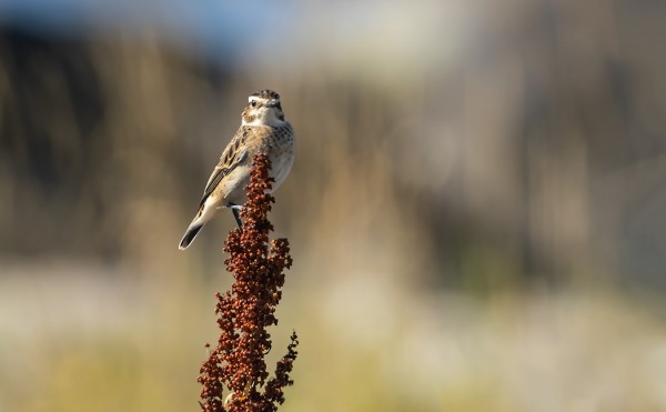 PENSASTASKUJEN SYYSMUUTTO ON KÄYNNISSÄ