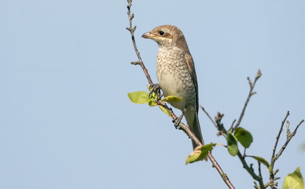 NUORIA JA MUUTAMA VANHAKIN PIKKULEPINKÄINEN PYÖRII VIELÄ SAARESSA