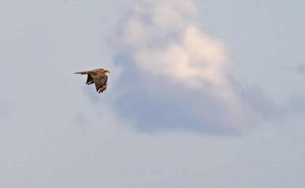 SYKSYN EKA RUSKOSUOHAUKKA SAAPUI YLLÄTTÄVÄSTI AVOMERELTÄ LOUNAASTA