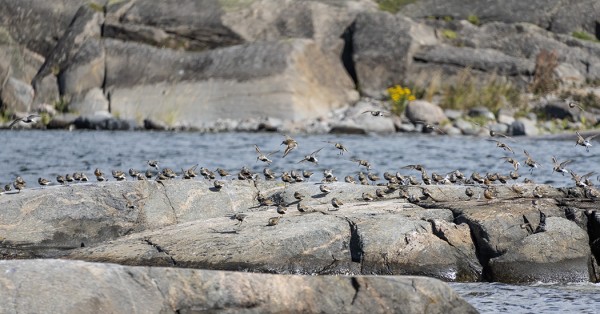 ITÄRANNAN LUODOILLA RIITTÄÄ NYT SIRREJÄ