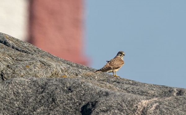 tuulihaukka_01_Korppoo_08_20