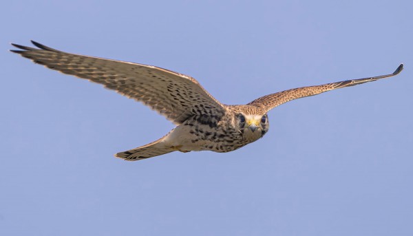 NUORIA TUULIHAUKKOJA ON RUNSAASTI MUUTOLLA