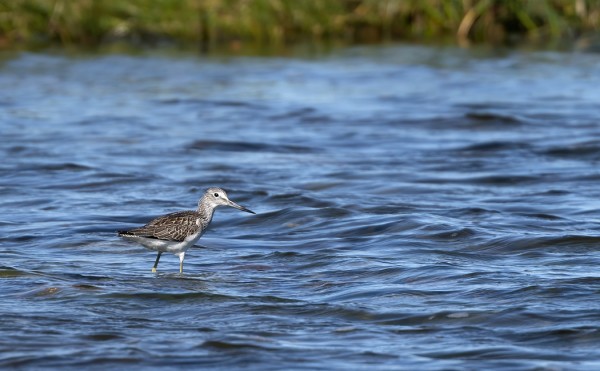 VALKOVIKLO ON TÄMÄN AJANKOHDAN YLEISIMPIÄ KAHLAAJIA