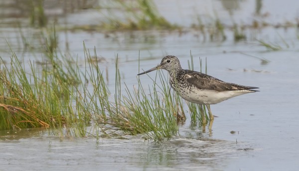 VALKOVIKLO ON TÄMÄN HETKEN YLEISIMPIÄ KAHLAAJIA