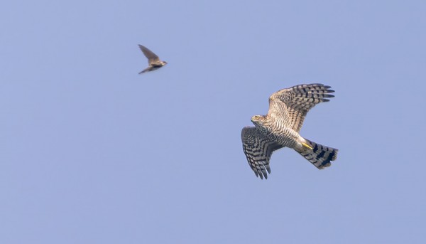 VARPUSHAUKKOJEN MUUTTO VOIMISTUU HILJALLEEN