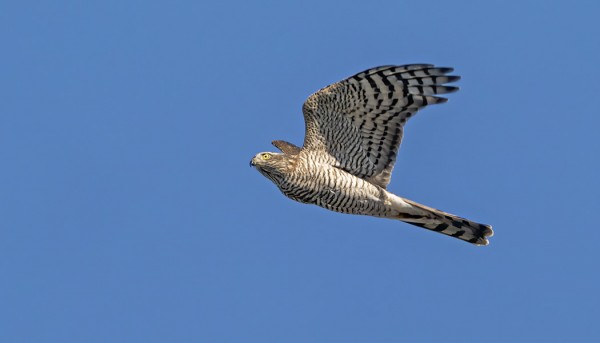 VARPUSHAUKKA ON PETOLINTUJEN VALTALAJI TÄÄLLÄ UTÖSSÄ